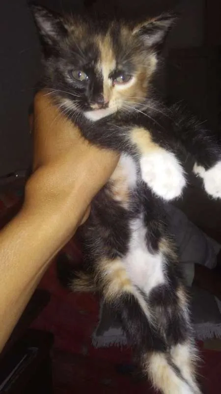 Gato ra a vira lata idade Abaixo de 2 meses nome Hanna
