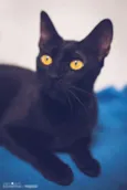 Amora