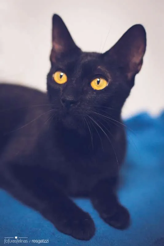 Gato ra a srd idade 2 anos nome Amora