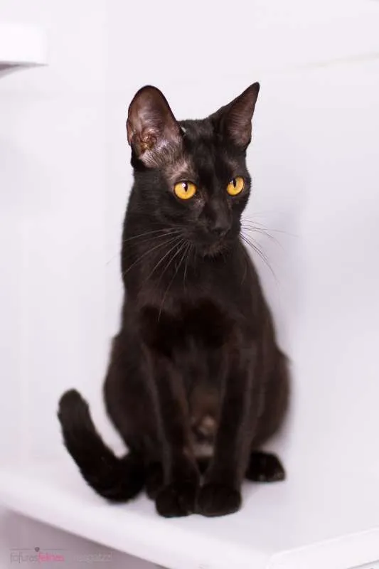 Gato ra a srd idade 2 anos nome Amora