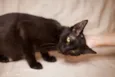 Amora