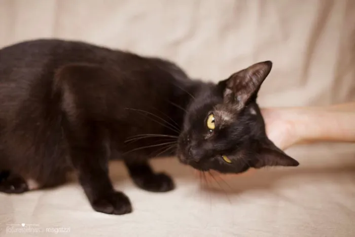 Gato ra a srd idade 2 anos nome Amora