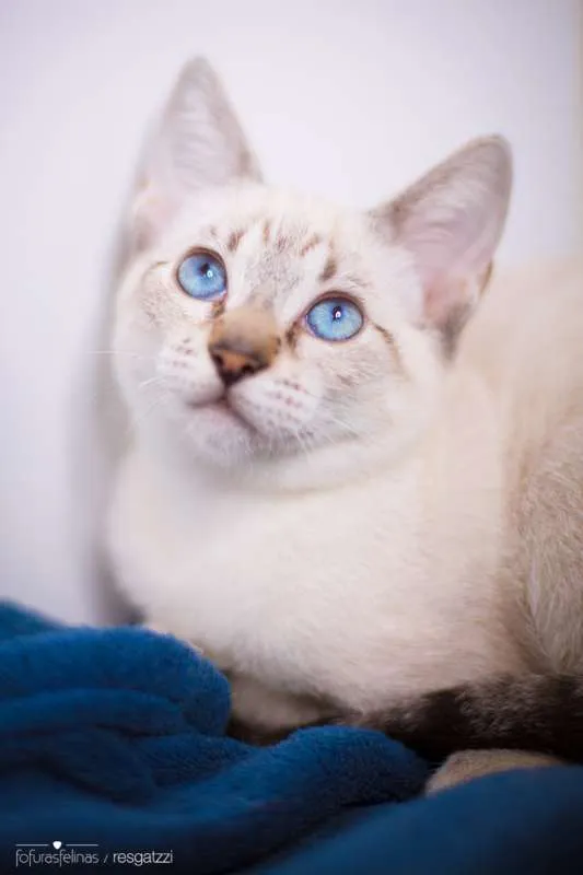 Gato ra a srd idade 7 a 11 meses nome Avelã