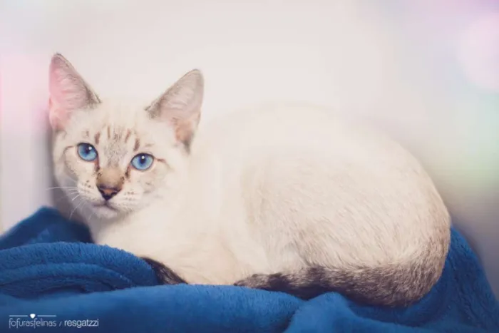 Gato ra a srd idade 7 a 11 meses nome Avelã