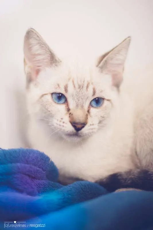 Gato ra a srd idade 7 a 11 meses nome Avelã