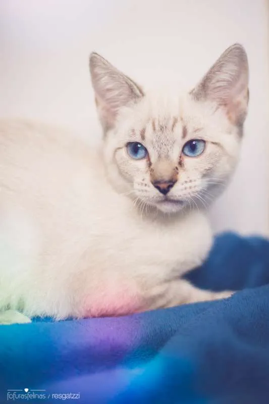 Gato ra a srd idade 7 a 11 meses nome Avelã