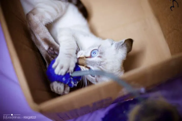 Gato ra a srd idade 7 a 11 meses nome Amendoa