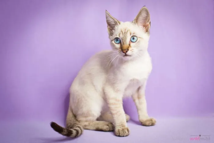 Gato ra a srd idade 7 a 11 meses nome Amendoa