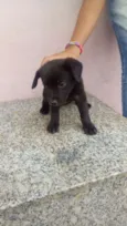 Filhotes