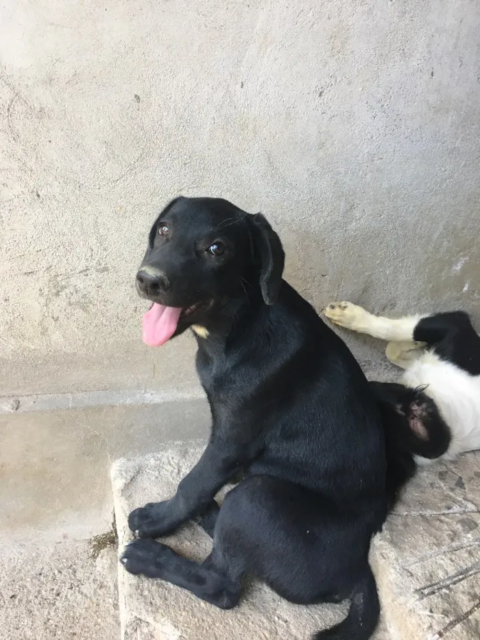 Cachorro raça Vira-lata  idade 2 a 6 meses nome Jacksons 5
