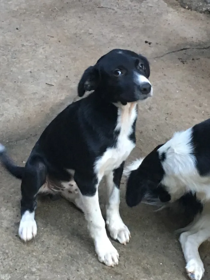Cachorro raça Vira-lata  idade 2 a 6 meses nome Jacksons 5