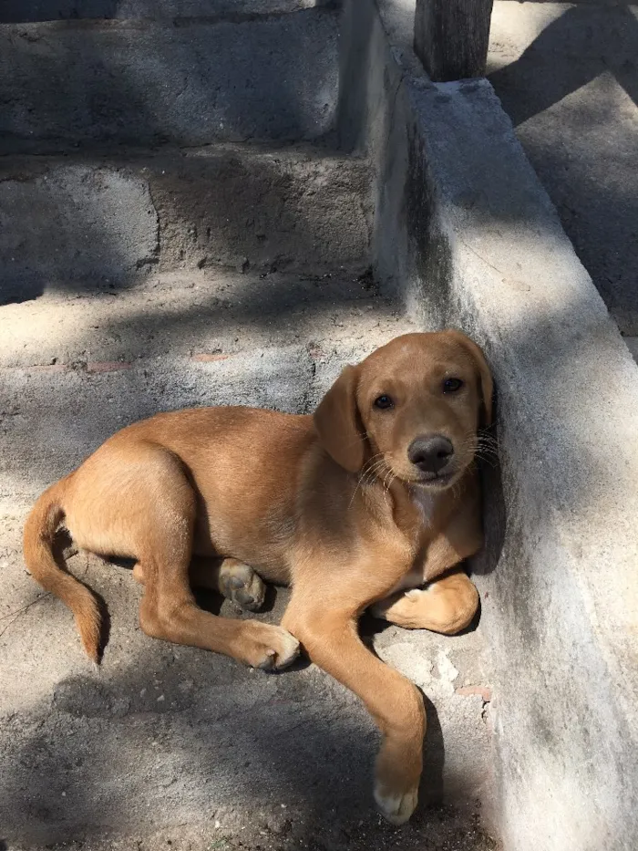 Cachorro raça Vira-lata  idade 2 a 6 meses nome Jacksons 5