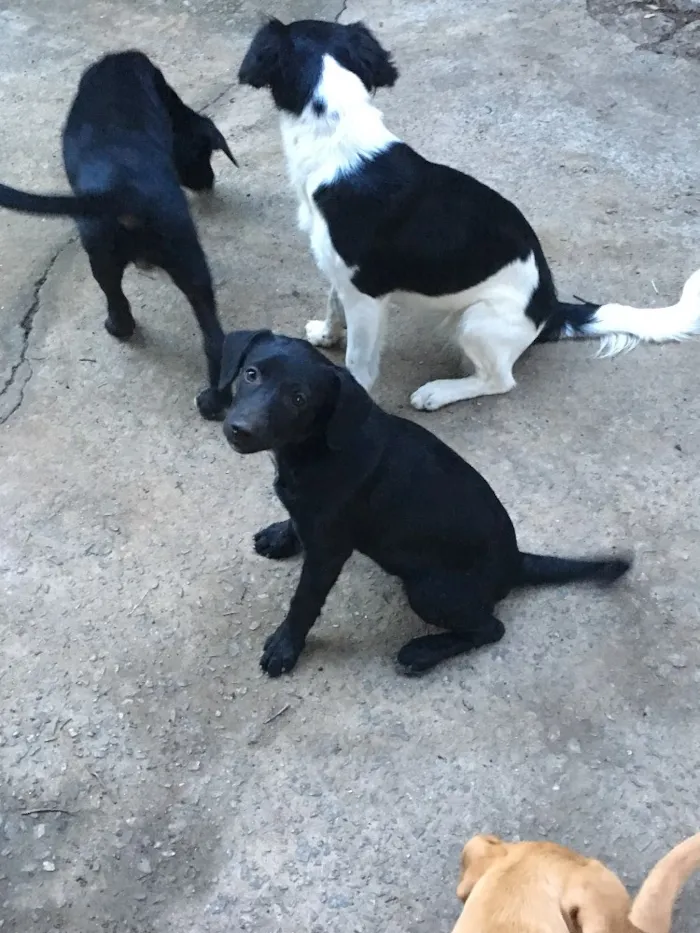 Cachorro raça Vira-lata  idade 2 a 6 meses nome Jacksons 5