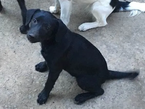 Cachorro raça Vira-lata  idade 2 a 6 meses nome Jacksons 5