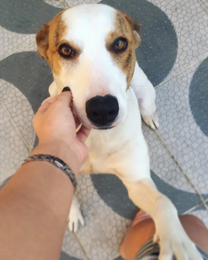 Cachorro ra a Vira-lata  idade 2 anos nome Mika