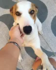 Mika