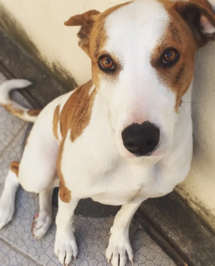 Cachorro ra a Vira-lata  idade 2 anos nome Mika