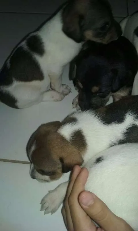 Cachorro ra a  idade Abaixo de 2 meses nome Pequenos lindos