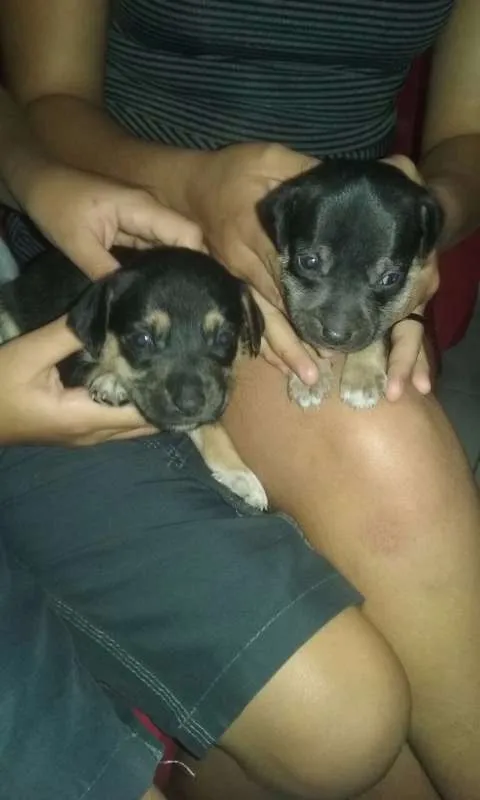 Cachorro ra a  idade Abaixo de 2 meses nome Pequenos lindos