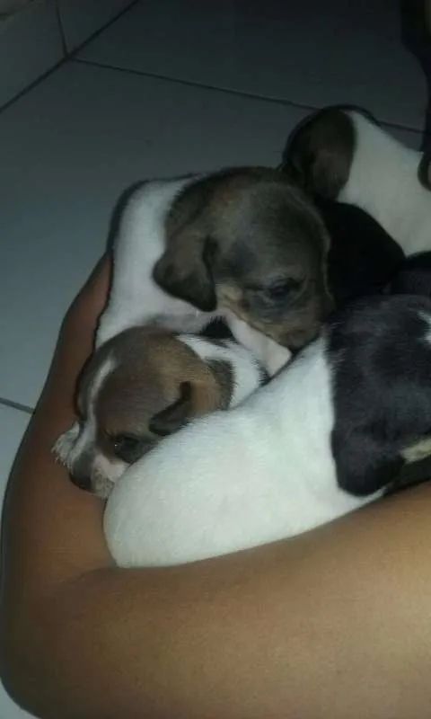 Cachorro ra a  idade Abaixo de 2 meses nome Pequenos lindos