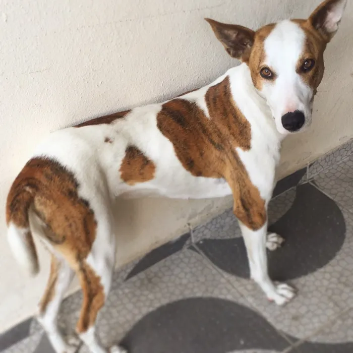 Cachorro ra a Vira-lata  idade 2 anos nome Mika