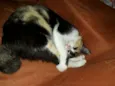 Fiona
