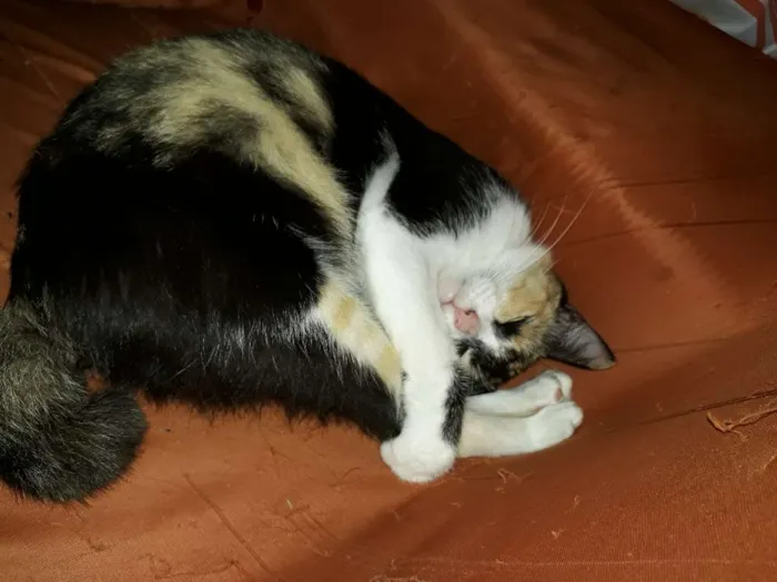 Gato ra a  idade 2 anos nome Fiona