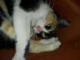 Fiona