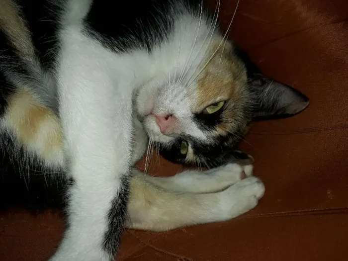 Gato ra a  idade 2 anos nome Fiona