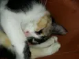 Fiona