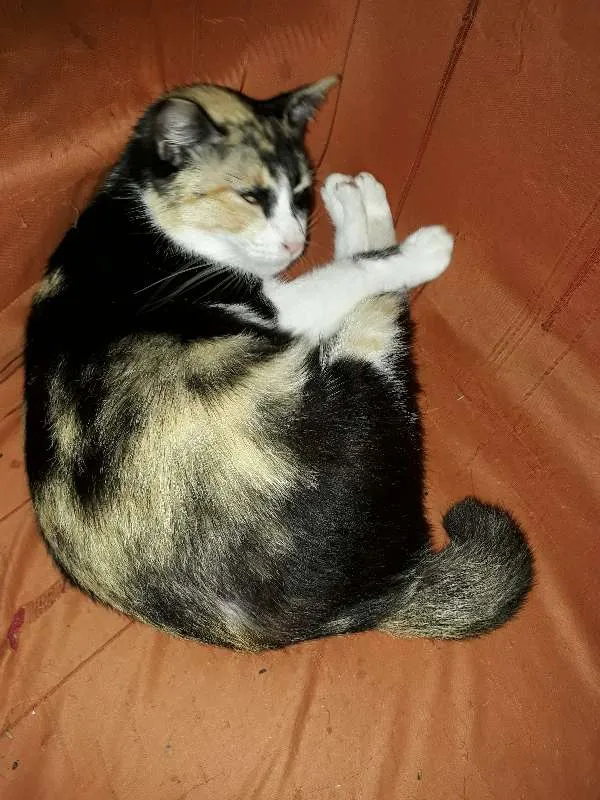 Gato ra a  idade 2 anos nome Fiona