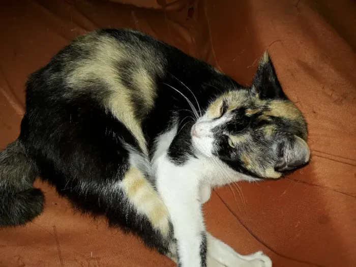 Gato ra a  idade 2 anos nome Fiona