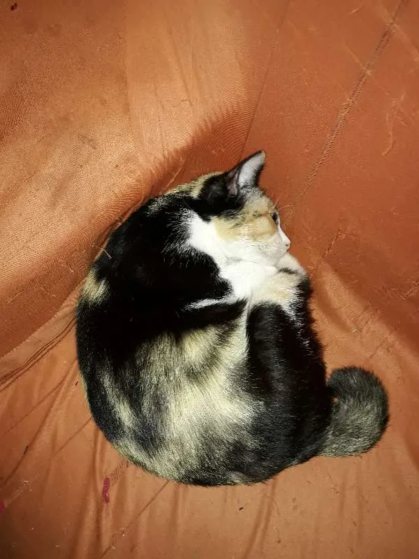 Gato ra a  idade 2 anos nome Fiona