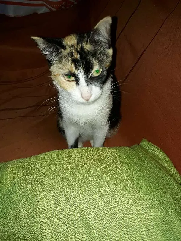 Gato ra a  idade 2 anos nome Fiona