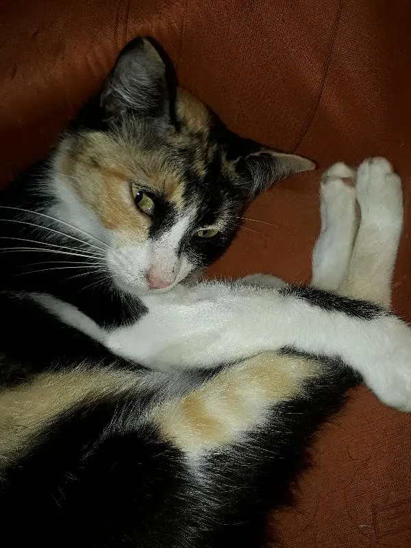 Gato ra a  idade 2 anos nome Fiona