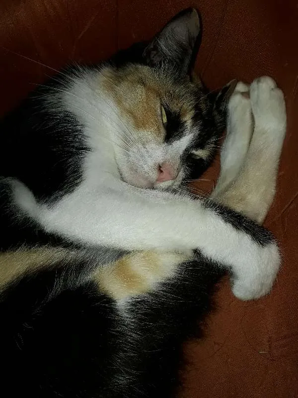 Gato ra a  idade 2 anos nome Fiona