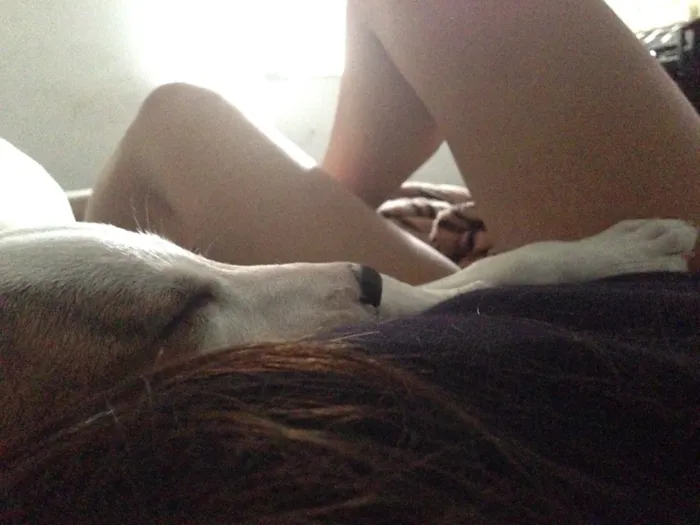 Cachorro ra a Vira-lata  idade 2 anos nome Mika