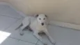 Yuki