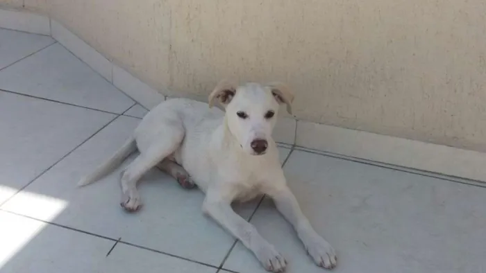 Cachorro ra a Vira lata idade 2 a 6 meses nome Yuki