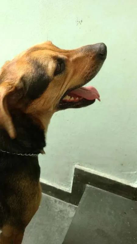 Cachorro ra a Srd idade 3 anos nome Maia