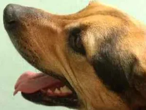 Cachorro raça Srd idade 3 anos nome Maia