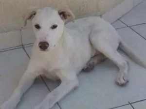 Cachorro raça Vira lata idade 2 a 6 meses nome Yuki