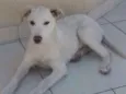 Yuki