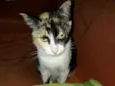 Fiona
