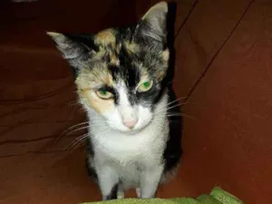 Gato raça  idade 2 anos nome Fiona