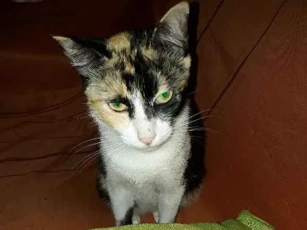 Gato ra a  idade 2 anos nome Fiona