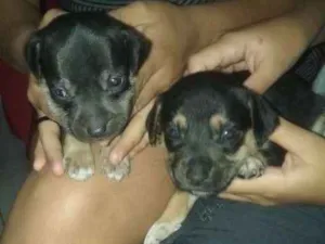 Cachorro raça  idade Abaixo de 2 meses nome Pequenos lindos