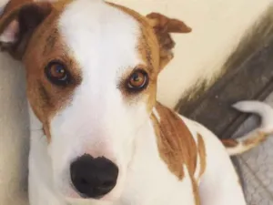 Cachorro raça Vira-lata  idade 2 anos nome Mika