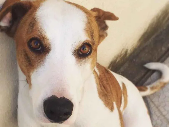 Cachorro ra a Vira-lata  idade 2 anos nome Mika