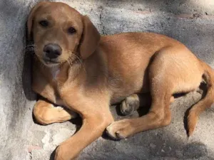 Cachorro raça Vira-lata  idade 2 a 6 meses nome Jacksons 5